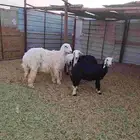 رخال العدد 6 ( 2 ) نجد ( 3 ) حبص ( 1 ) عيسي