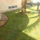 مشاتل الدمام مشاتل تنسيق حدائق تيل طبيعي