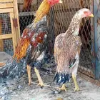 طقم شامو ياباني