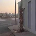 نخل واشنطن زينه