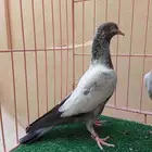 تم الببع