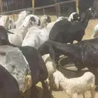 قصاص غنم مكينة شغل نضيف