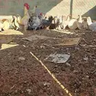 دجاج