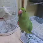 ببغاء الدرة أليف جدا(تم البيع)