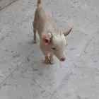 تيس قزم للبيع