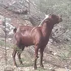 تيس أدهم