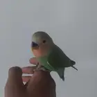 فرخ روز مفطوم