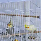جوز كروان