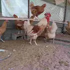 دجاج تركي بياض