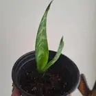 نبتة داخلية للبيع جلد النمر أو الثعبان.