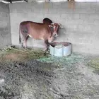 ثور بلدي للبيع
