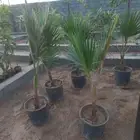 نخل واشنطن