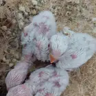 3 فروخ روز البينو