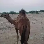 5حواشي ساحليه