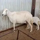 ضان غنم نجران