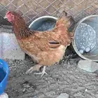 ديك عربي ودجاجتين لهمان مهجن