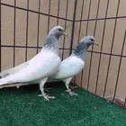تم البيع