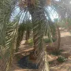 مزرا نخل