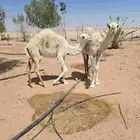 حشو