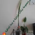 عرض مجموعة نباتات داخلية للبيع