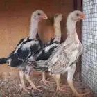 شامو ياباني 4 حبات