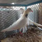 زوج تيدي جنسرا منتج وعلى الشرط صحه ومطير