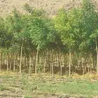 مشاتل الدمام للطلب وكميات