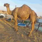 لقحه كفو 3شهور تلاقي سليمه العزاريب