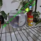 عرض سمك زينة جوبي للبيع