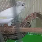 تم البيع