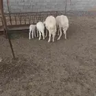 ضان وليد للبيع