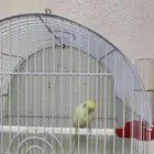 عصفور