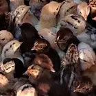 صوص بلدي وفيومي محصن جاهز