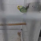 انثئ بادجي هولندي منتجه