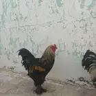 For Sale Brahma Bantam both male