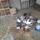 حمام للبيع