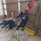 جملة شامو ياباني مخرج 25