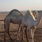 حشو مفاريد تو عازلهن طيبات ومغلقات