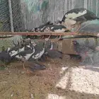 صوص دجاج حبشي