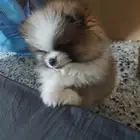 male pomeranian male bicolour  2.5 months  very thick fur