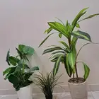 4 نباتات صناعيه جميله