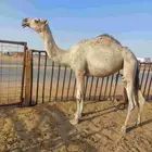 شقحه كفو حقه سهيل تدخل لقيه ابوها بعيربن فنيسان