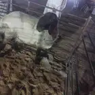 نعجه توها سدست طيبه صنف