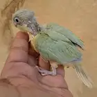 فرخ كنيور مون شيك تم البيع