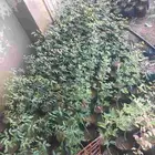 شجر اللوز شجر نيم