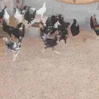 دجاج بلدي