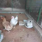 دجاج لوهمان للبيع