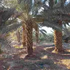 مزرعة للإجار