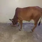 عجل بلدي للبيع