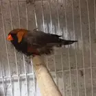 زوبر